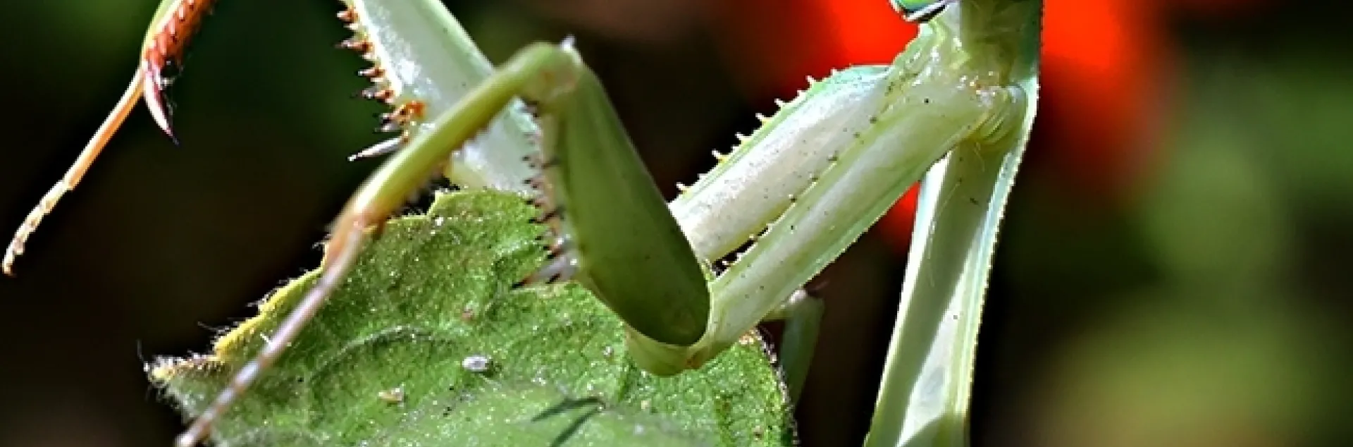 A praying mantis, Stagmomantis limbata, peers at the photographer. (Photo by Kathy Keatley Garvey)