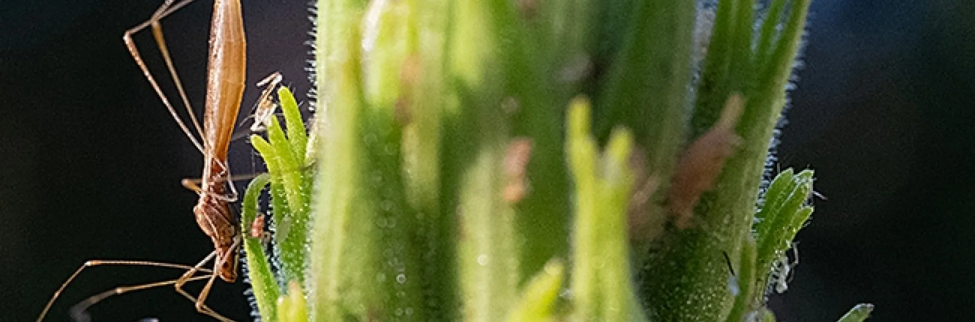 A stilt bug descending an evening primrose. (Photo by Kathy Keatley Garvey)