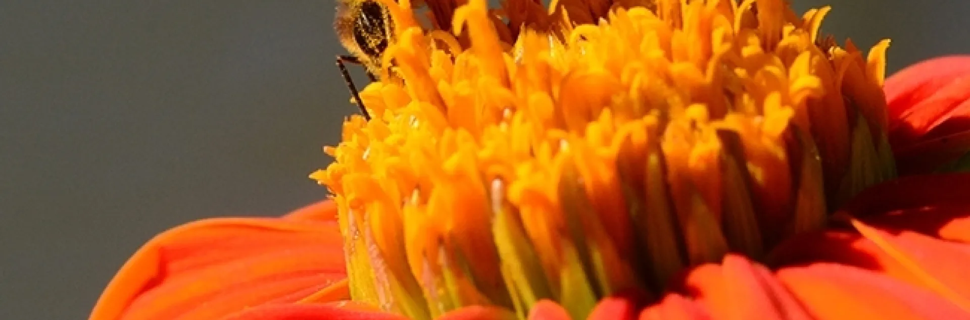A honey bee foraging in a Mexican sunflower, Tithonia rotundifola. (Photo by Kathy Keatley Garvey)