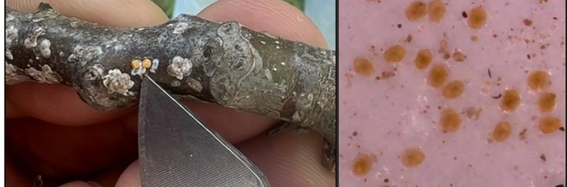 Figure 1. Adult walnut scale insects are protected under a daisy-shaped waxy coating (A). Crawlers (B) hatch from eggs in late-April-early May.