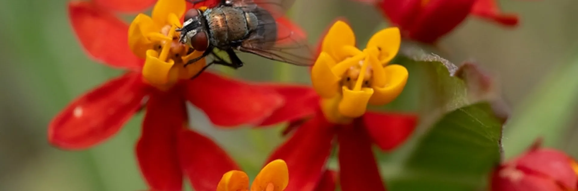 A green bottle fly (Lucilia sericata) forages on milkweed, Asclepias curassavica, on Aug. 20 in a Vacaville pollinator garden. (Photo by Kathy Keatley Garvey)