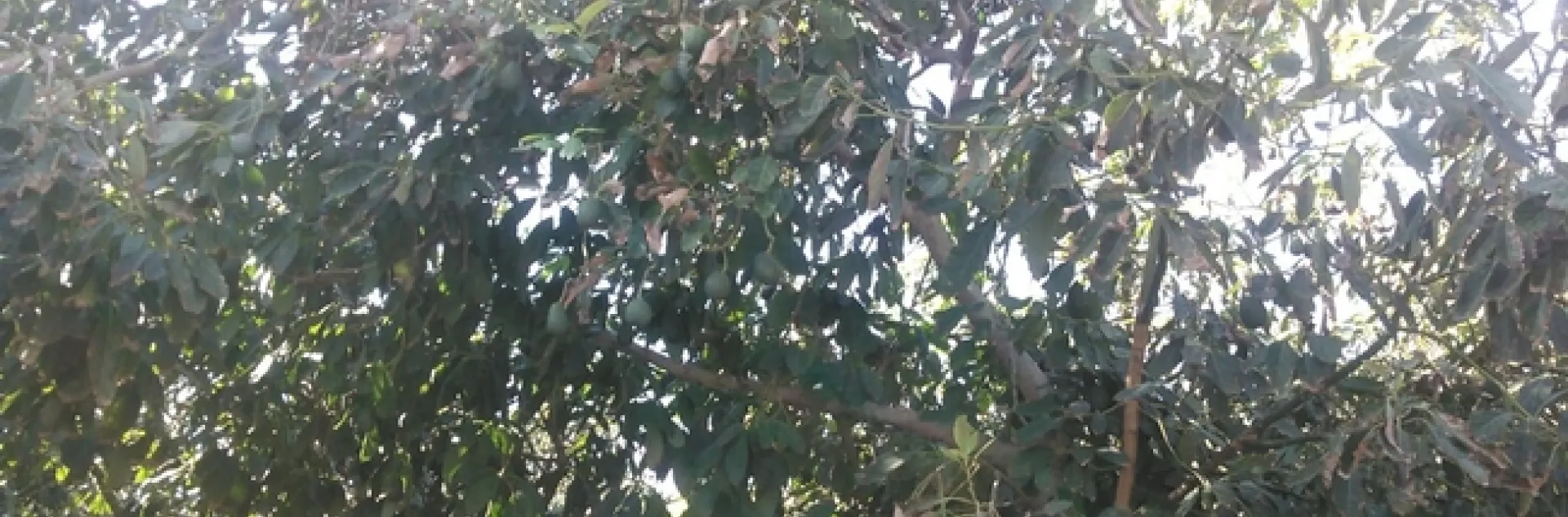 avocado fruit hidden