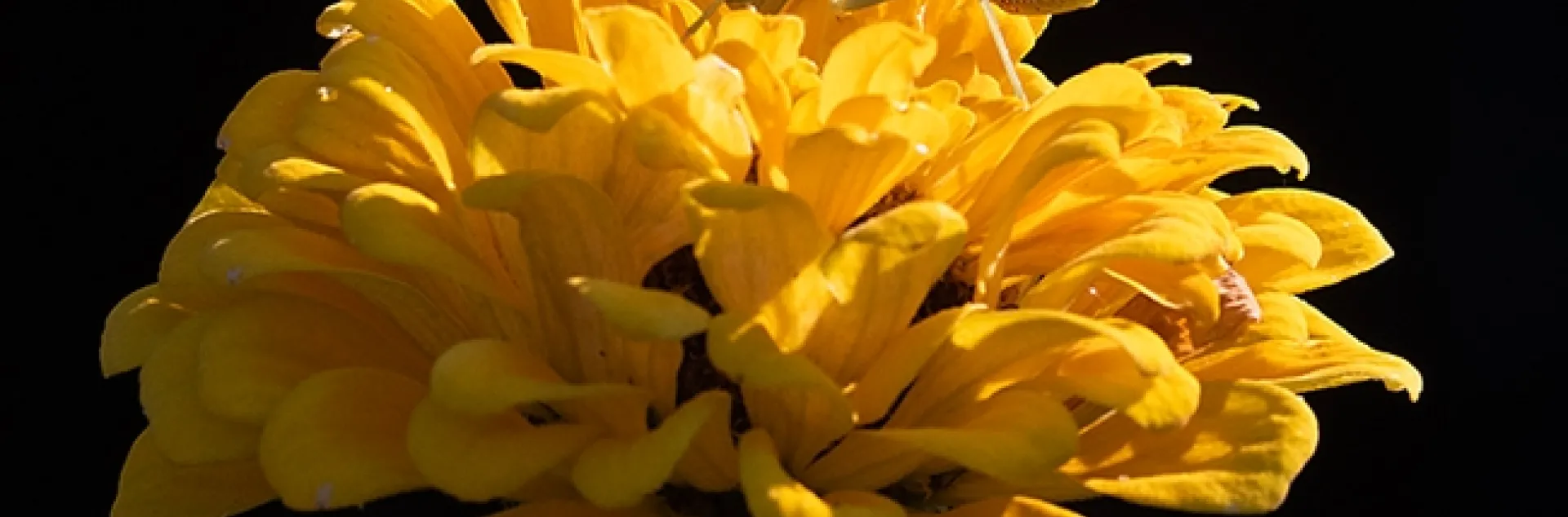 A backlit praying mantis, Stagmomantis limbata, reigns supreme on a yellow zinnia in a Vacaville pollinator garden. (Photo by Kathy Keatley Garvey)