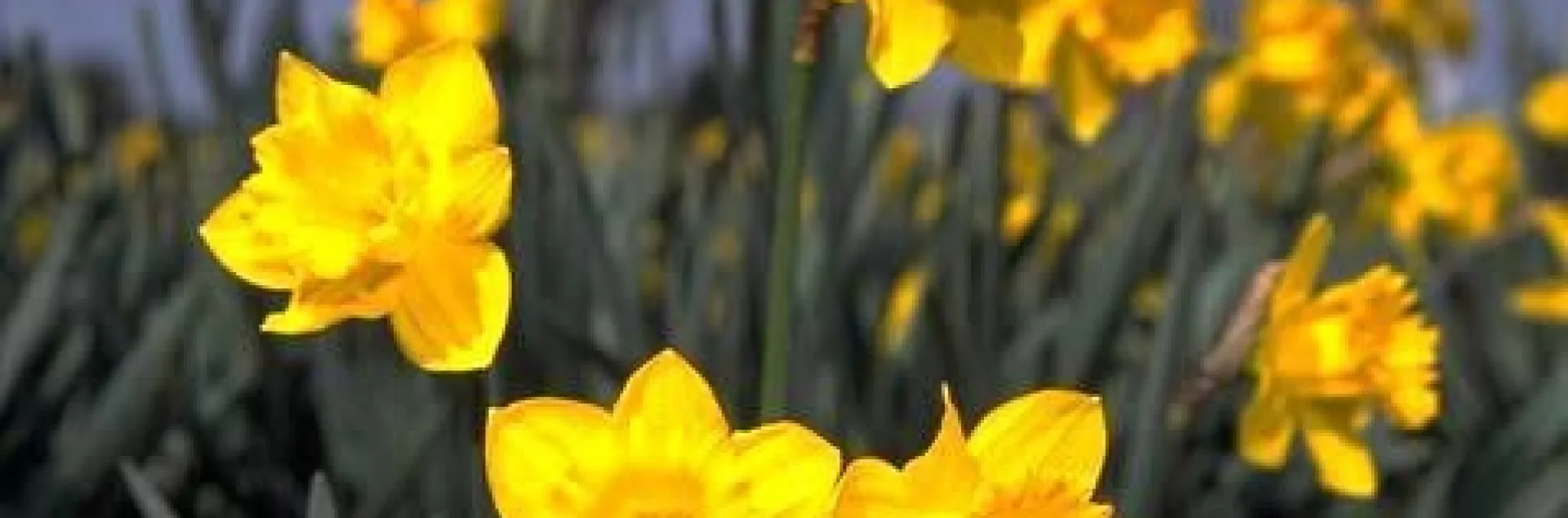 King Alfred daffodils. UC Stratewide IPM Project. Jack Kelly Clark