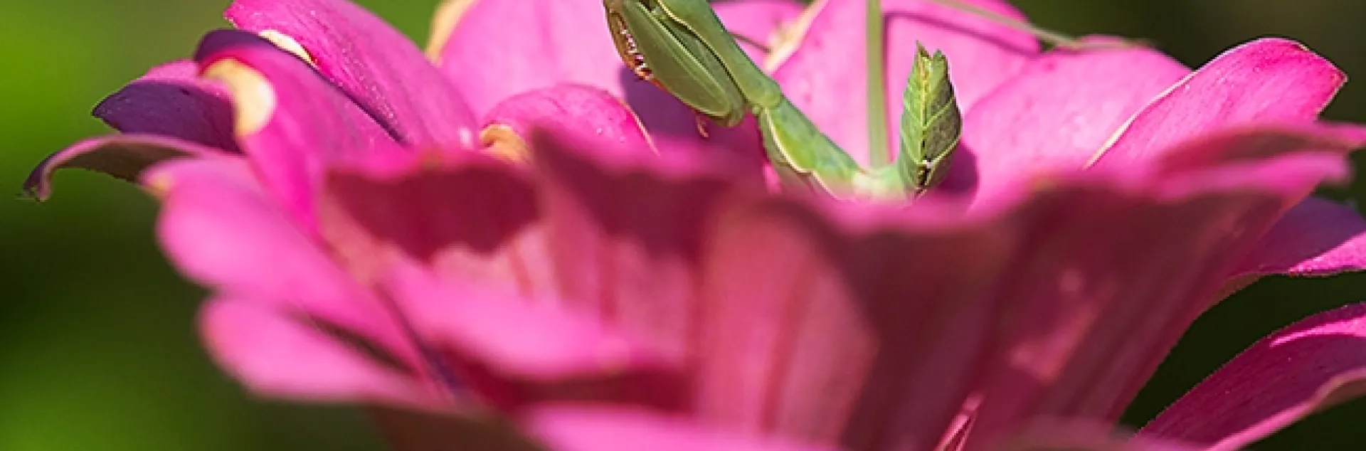 A praying mantis, a Stagmomantis limbata, is pretty in pink, nestled in a bed of pink zinnia petals. (Photo by Kathy Keatley Garvey)