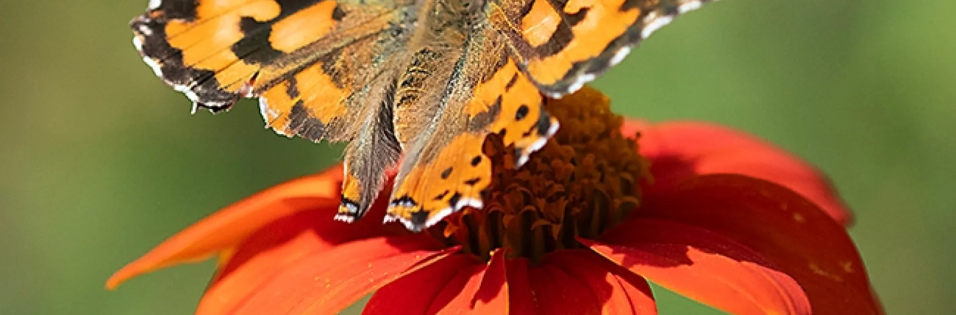 A Painted Lady, Vanessa cardui, with chunked-out wings, nectars on a Mexican sunflower, Tithonia rotundifola. (Photo by Kathy Keatley Garvey)