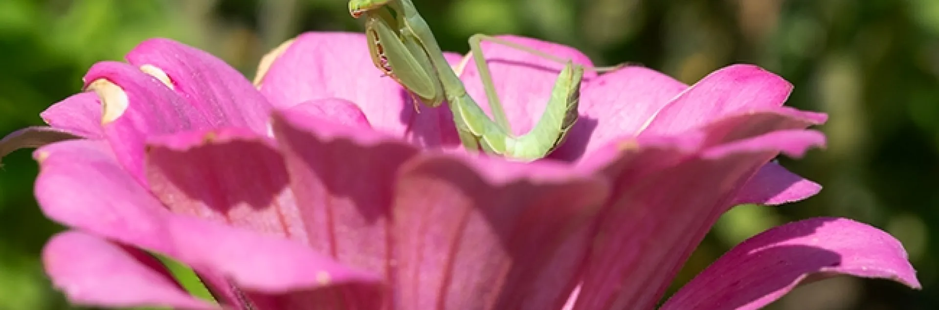 A Stagmomantis limbata, perched on a zinnia, is waiting for passing prey. (Photo by Kathy Keatley Garvey)