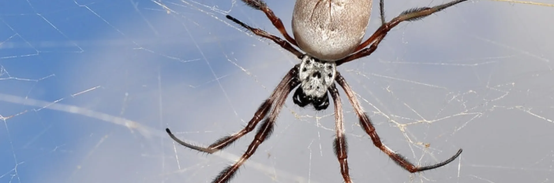 Golden Orb Spider by jeans_Photos is licensed under CC BY 2.0.