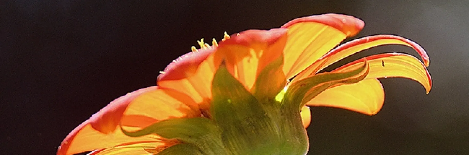 A male Melissodes agilis barreling over a Mexican sunflower, Tithonia rotundifola. (Photo by Kathy Keatley Garvey)