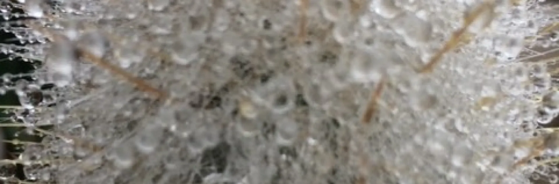 photos by Jennifer DeDora