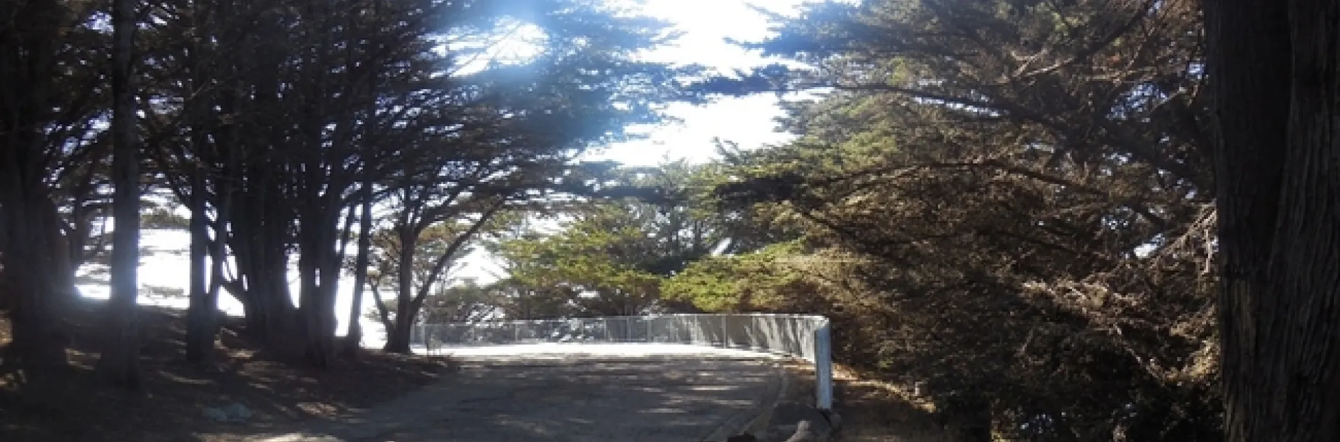 San Franciso Sutro Park by Brenda Altman