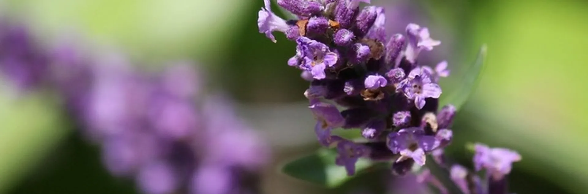 Echter Lavendel (Lavandula angustifolia) by blumenbiene is licensed under CC BY 2.0.