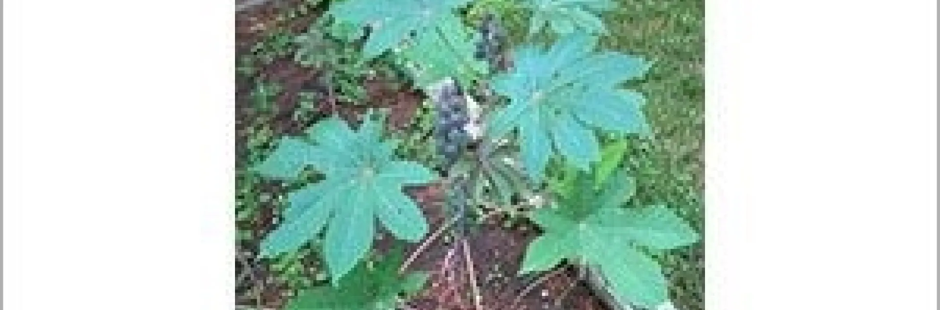Castor bean plant (Ricinus communis)_ASPCA