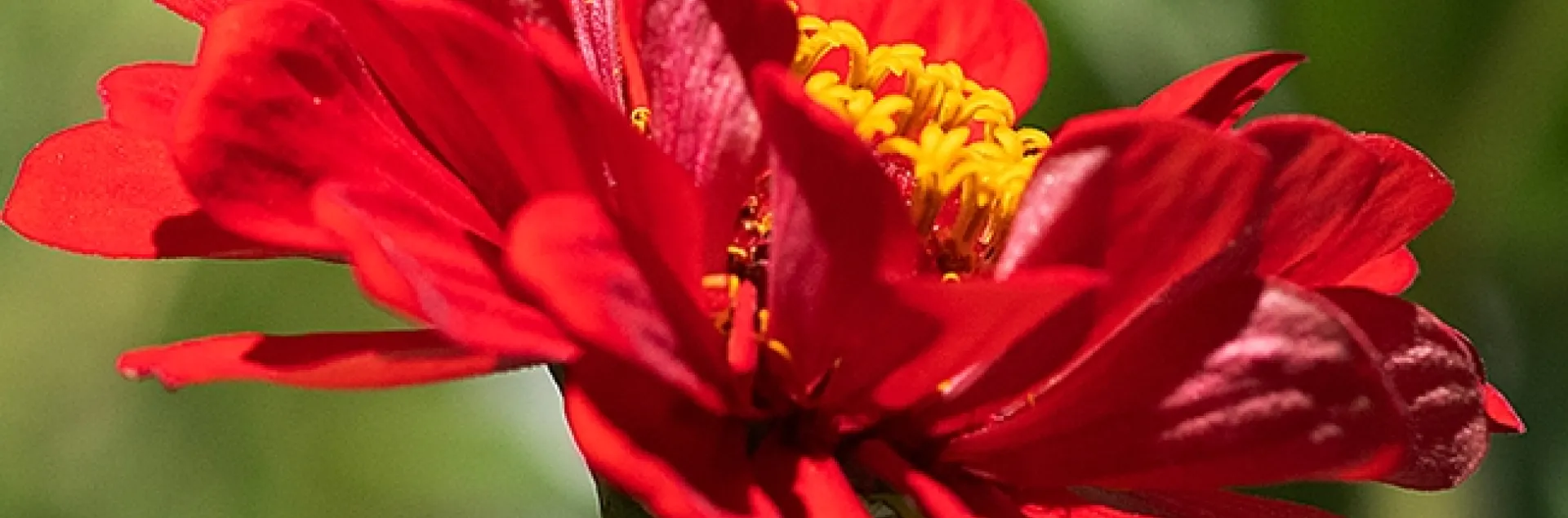 A honey bee, packing a load of orange pollen, buzzes over a red zinnia in a Vacaville pollinator garden. (Photo by Kathy Keatley Garvey)