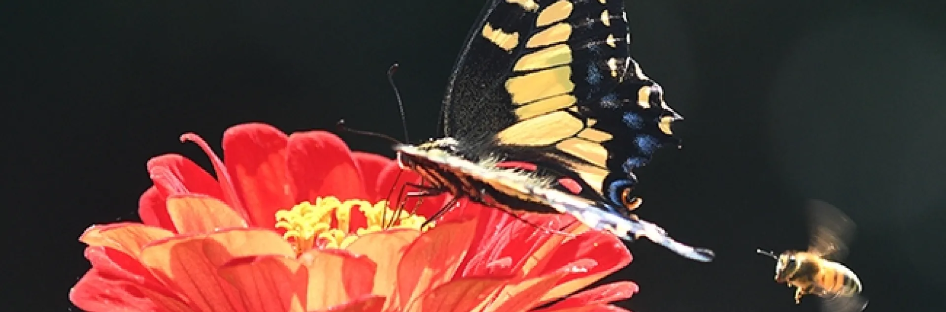 An Anise Swallowtail, sipping nectar from a red zinnia, seems unaware of a buzzing honey bee. (Photo by Kathy Keatley Garvey)
