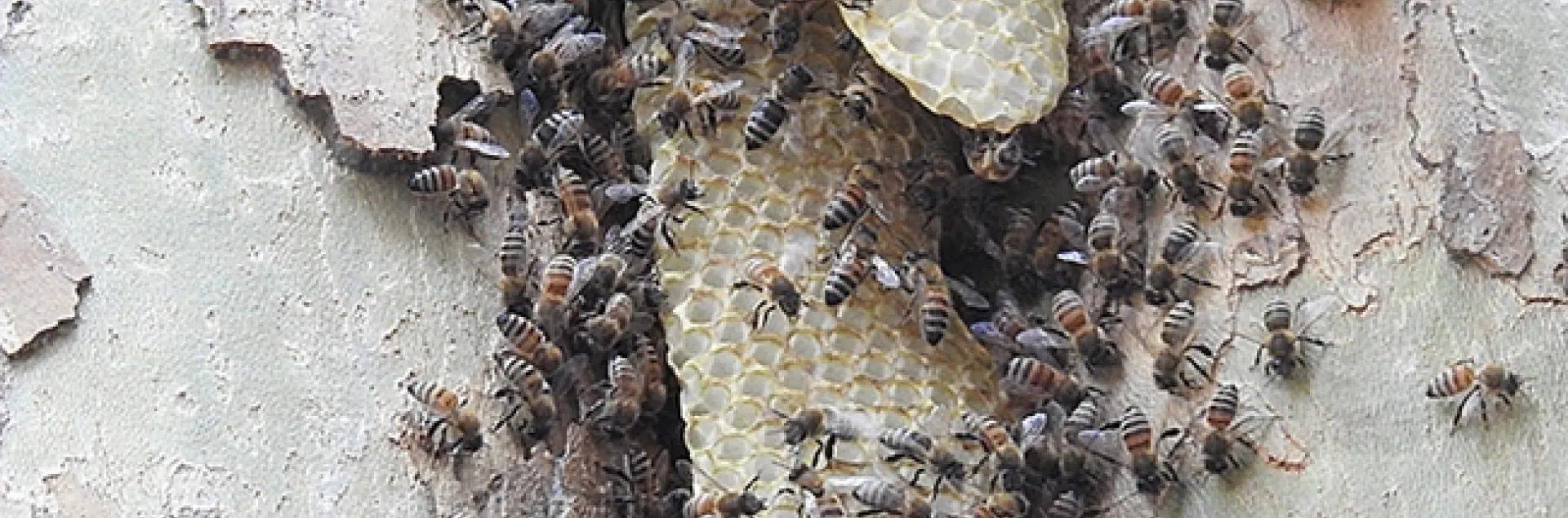 Close-up of a feral bee colony living a sycamore tree on the UC Davis campus. Image taken Sunday, Sept. 3, 2023. (Photo by Kathy Keatley Garvey)