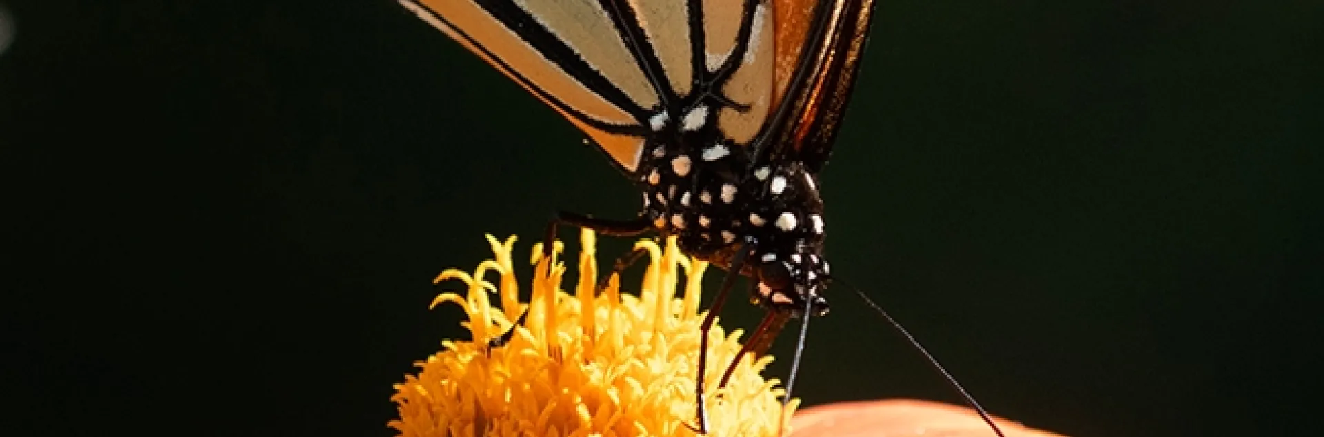 A male monarch nectaring on a Mexican sunflower, Tithonia rotundifola, in a Vacaville pollinator garden. (Photo by Kathy Keatley Garvey)