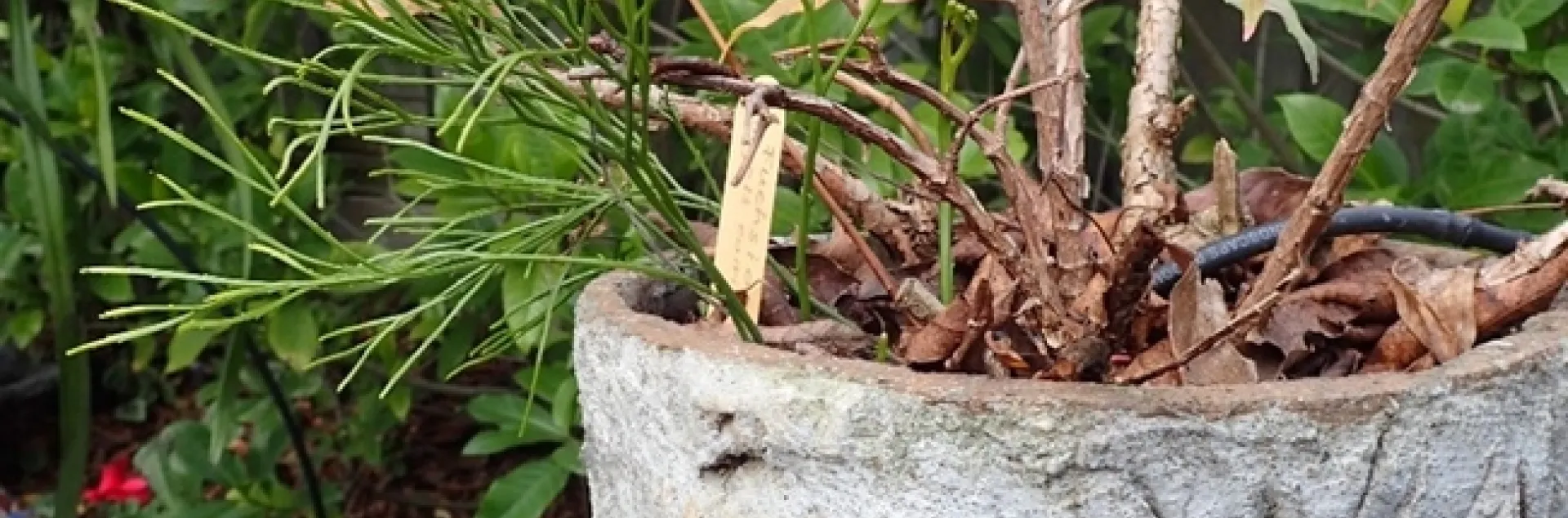 Mystery plant sharing a pot with a dormant Fuchsia. photos by Patricia Matteson