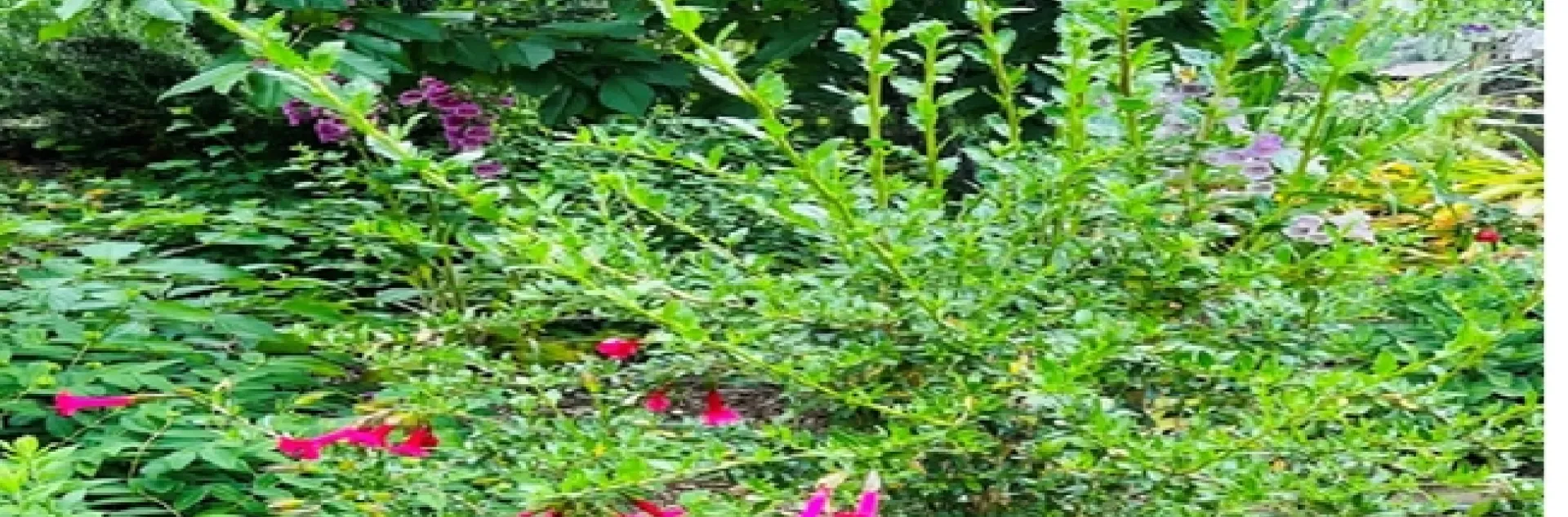 Sacred of Andes Photo Credit Ranier Hoenicke