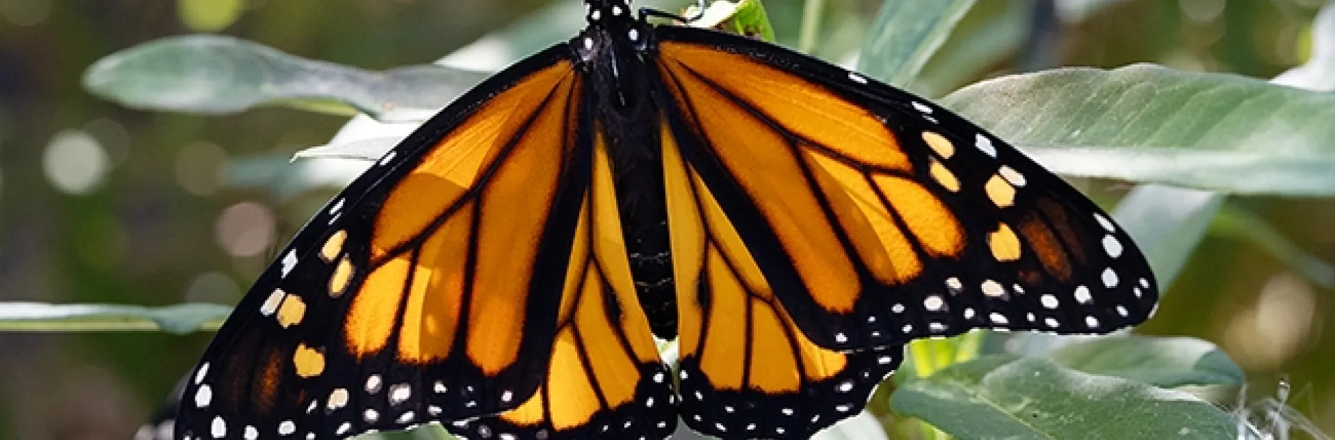 A newly eclosed male monarch spreads its wings. In the back is a female. Both eclosed on Sept. 5 in a Vacaville pollinator garden. (Photo by Kathy Keatley Garvey)