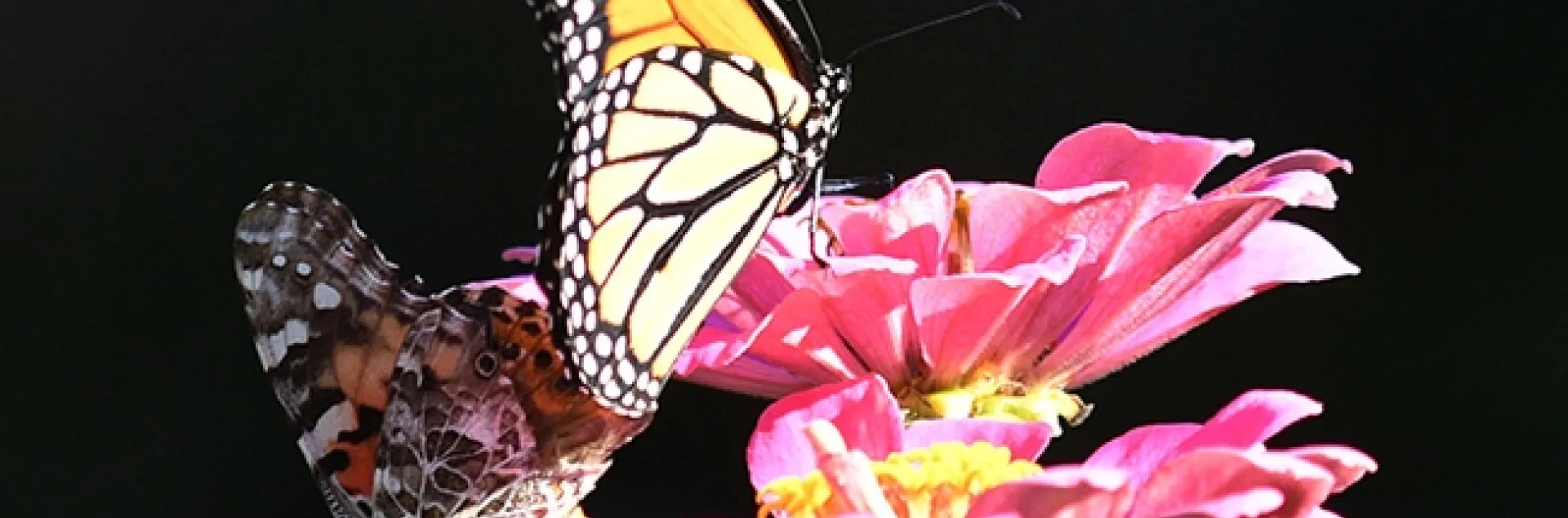 A painted lady, Vanessa cardui, touches down next to a male monarch, Danaus plexippus, on a pink zinnia in a Vacaville pollinator garden. (Photo by Kathy Keatley Garvey)