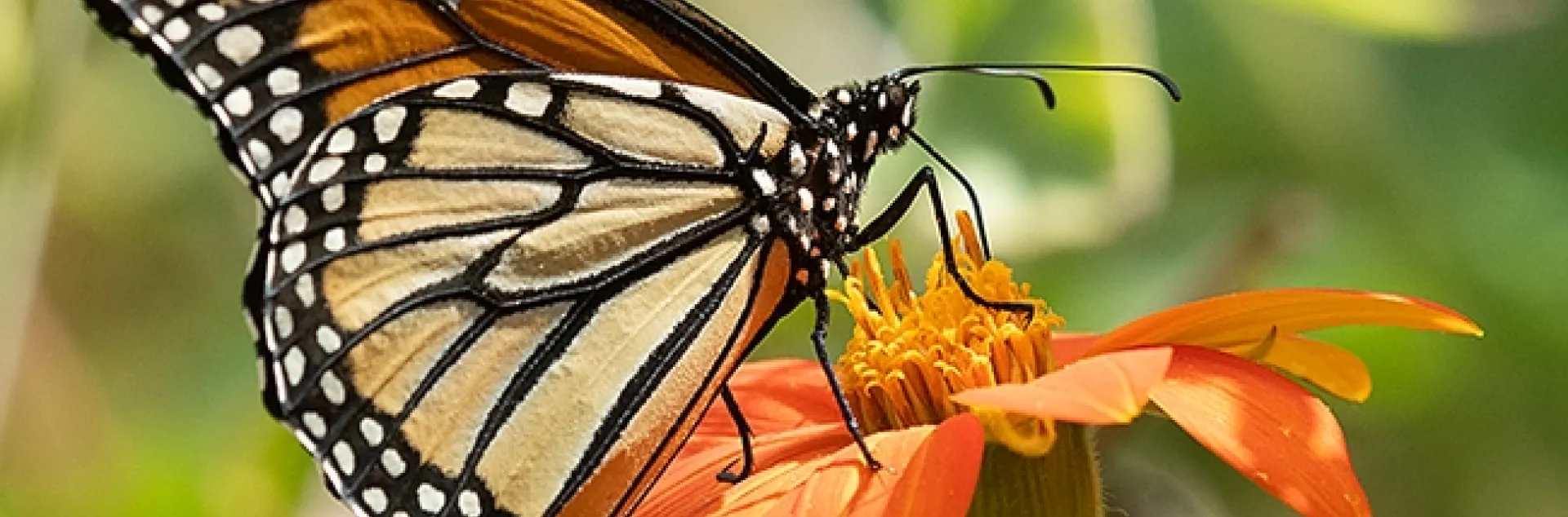 A monarch butterfly nectars on a Mexican sunflower (Tithonia rotundifola) in a Vacaville pollinator garden on Sept. 3, 2023. (Photo by Kathy Keatley Garvey)