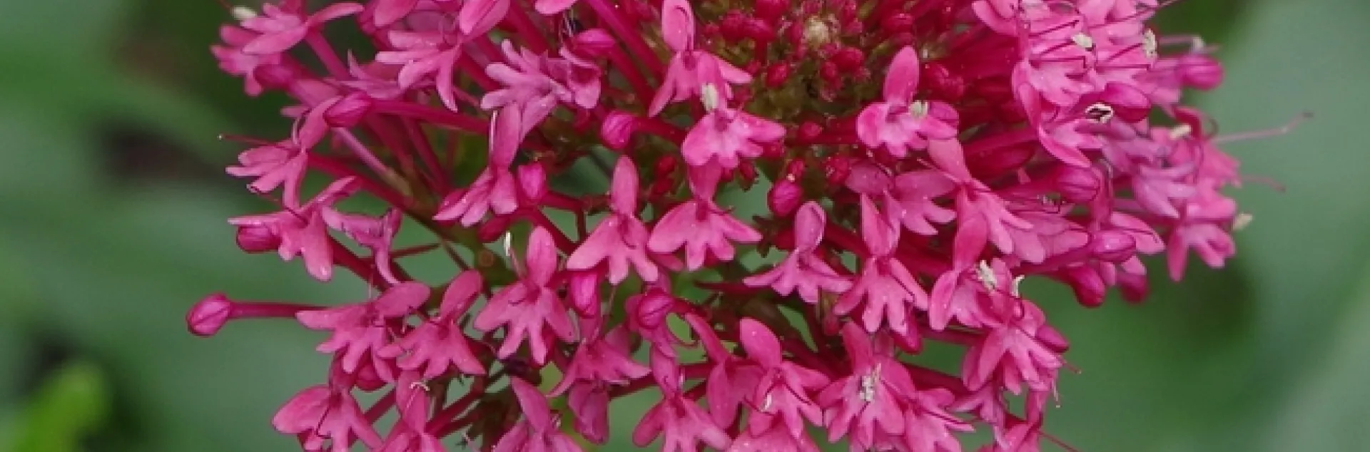 centranthus-ruber-884234 1280 Pixbay