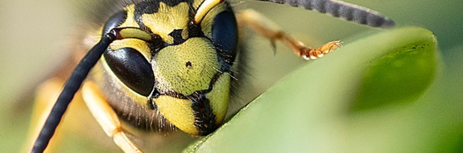 A western yellowjacket, Vespula pensylvanica, peers at the photographer. It is on a Myoporum at Bodega Bay. (Photo by Kathy Keatley Garvey)