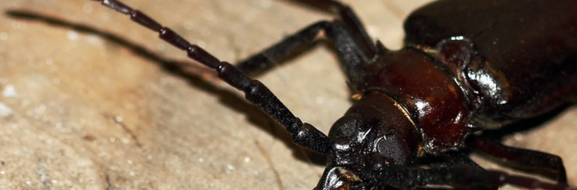 Palo Verde Beetle, Mandibles by cobalt123 is licensed under CC BY-NC-SA 2.0.
