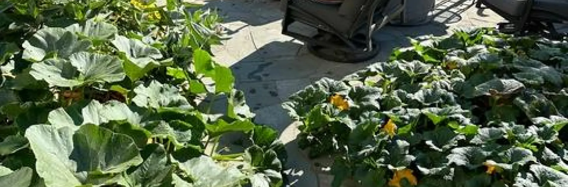 The pumpkin vines nearly meet! photos by Erin Mahaney