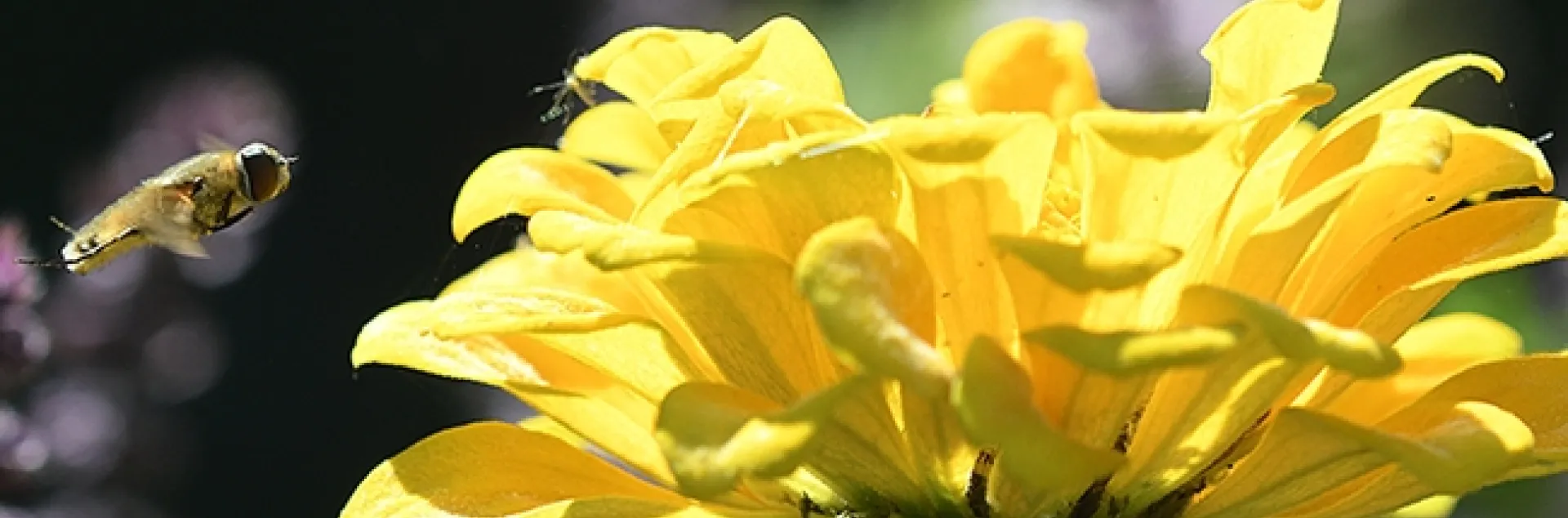 A bee fly, family Bombyliidae, heads for a yellow zinnia in a Vacaville pollinator garden. (Photo by Kathy Keatley Garvey)