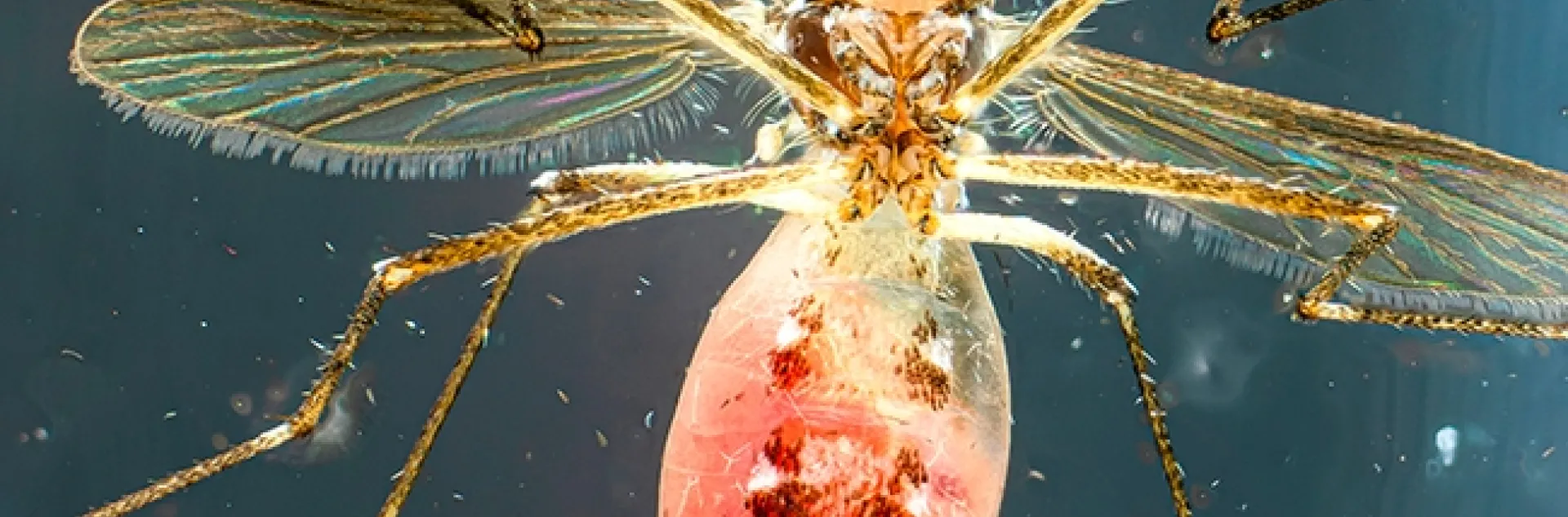 A blood-fed Aedes aegypti mosquito, photographed by medical entomologist/geneticist Geoffrey Attardo.