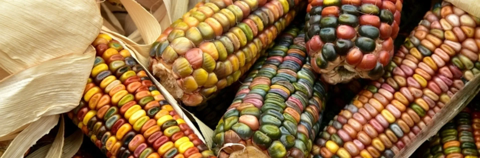 corn-3663086 1280 Pixbay