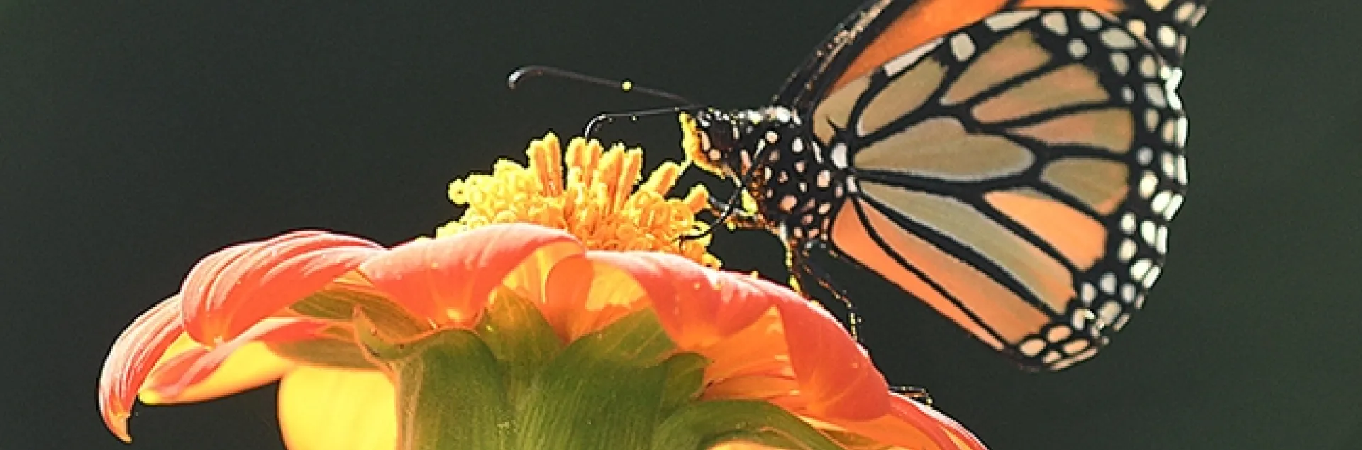 Bees are the most well known pollinators, but butterflies, including monarchs, are pollinators, too. This monarch butterfly, sipping nectar in a Vacaville garden, came up with a head full of pollen. (Photo by Kathy Keatley Garvey)