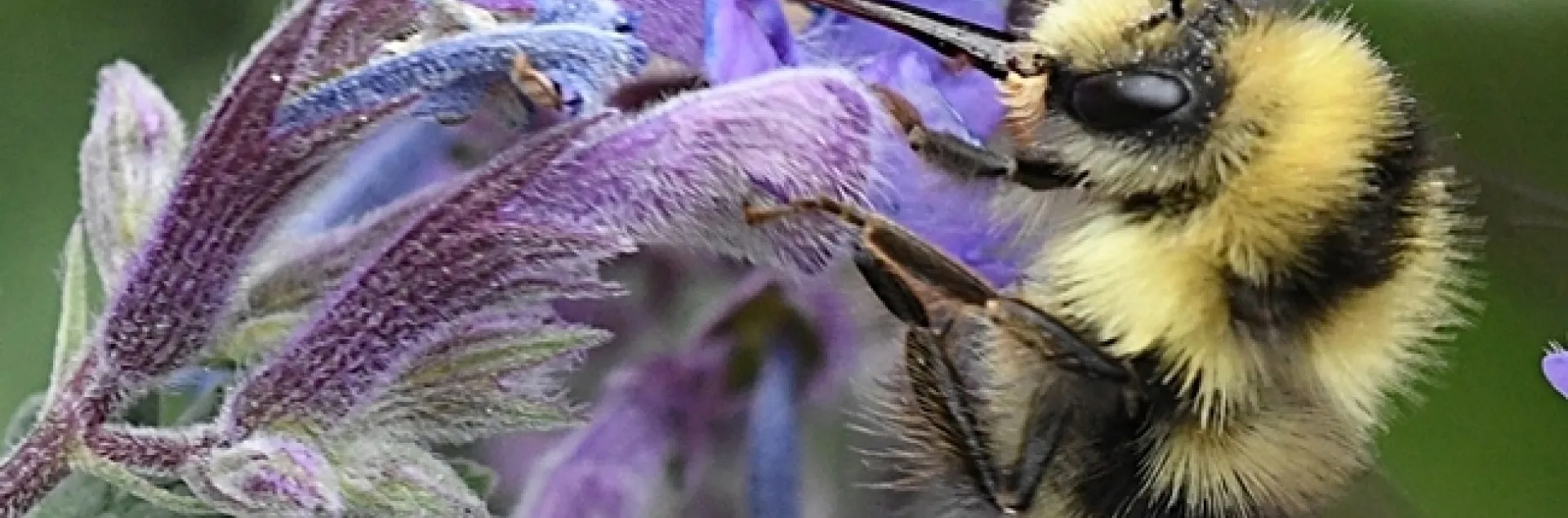 A plant-pollinator interaction: a black-tailed bumble bee, Bombus melanopygus, nectaring on lavender. (Photo by Kathy Keatley Garvey)