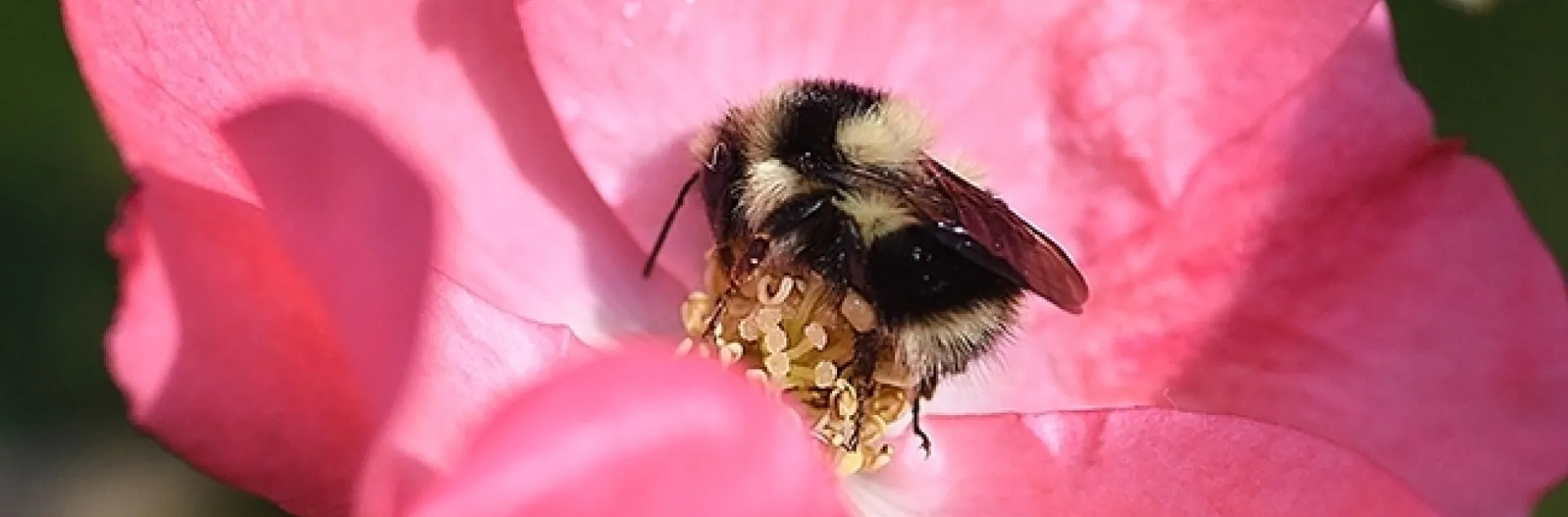 A black-tailed bumble bee, Bombus melanopygus, foraging on a rose in Benicia, Calif. (Photo by Kathy Keatley Garvey)