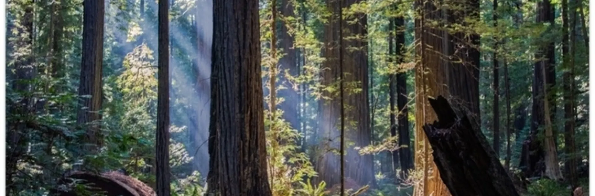 Shafts of sunlight filters into a forest