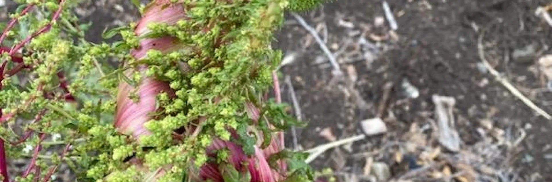 photos by Calvin Jones