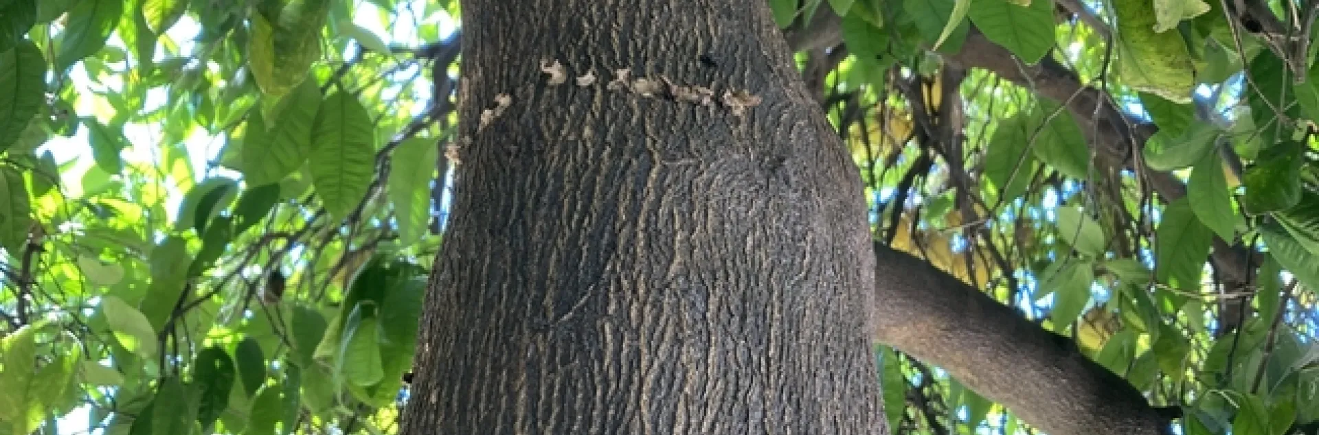 Sapsucker damage. Photo by Michelle Davis