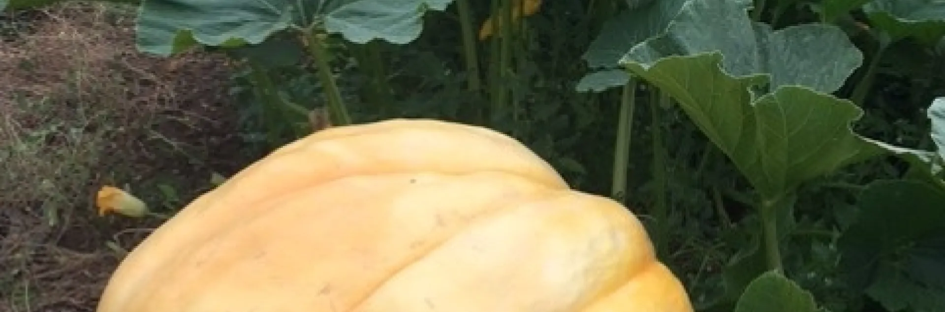 photos by Heather Hamilton