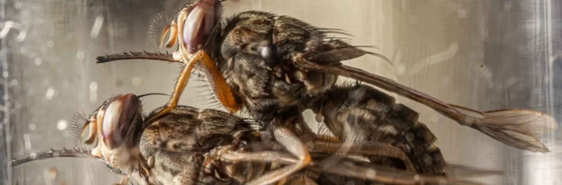 Mating tsetse flies. (Photo by Geoffrey Attardo, UC Davis Department of Entomology and Nematology)