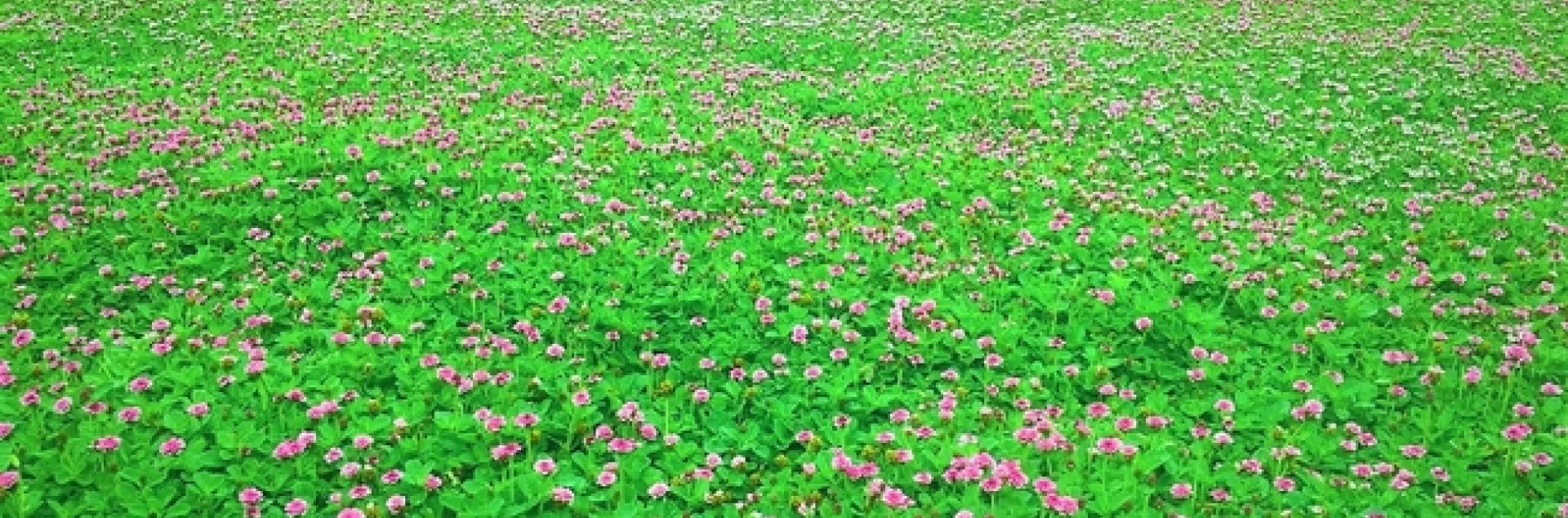 chong-2a-1280x731 Kurapia Inc