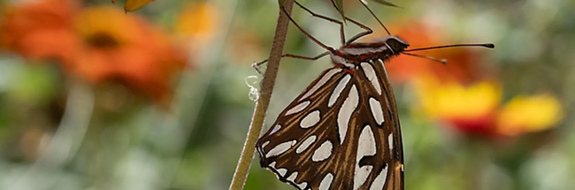 A Gulf Fritillary, Agraulis vanillae, clings to a blanket flower, Gaillardia. (Photo by Kathy Keatley Garvey)