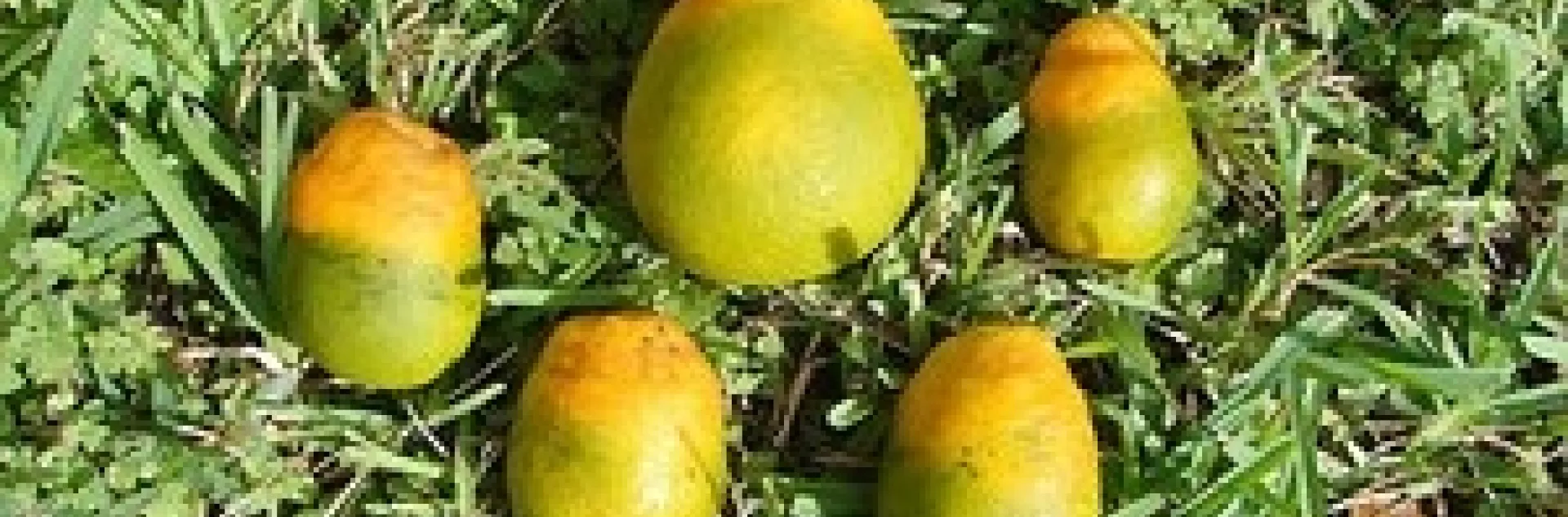 hlb defprmed citrus