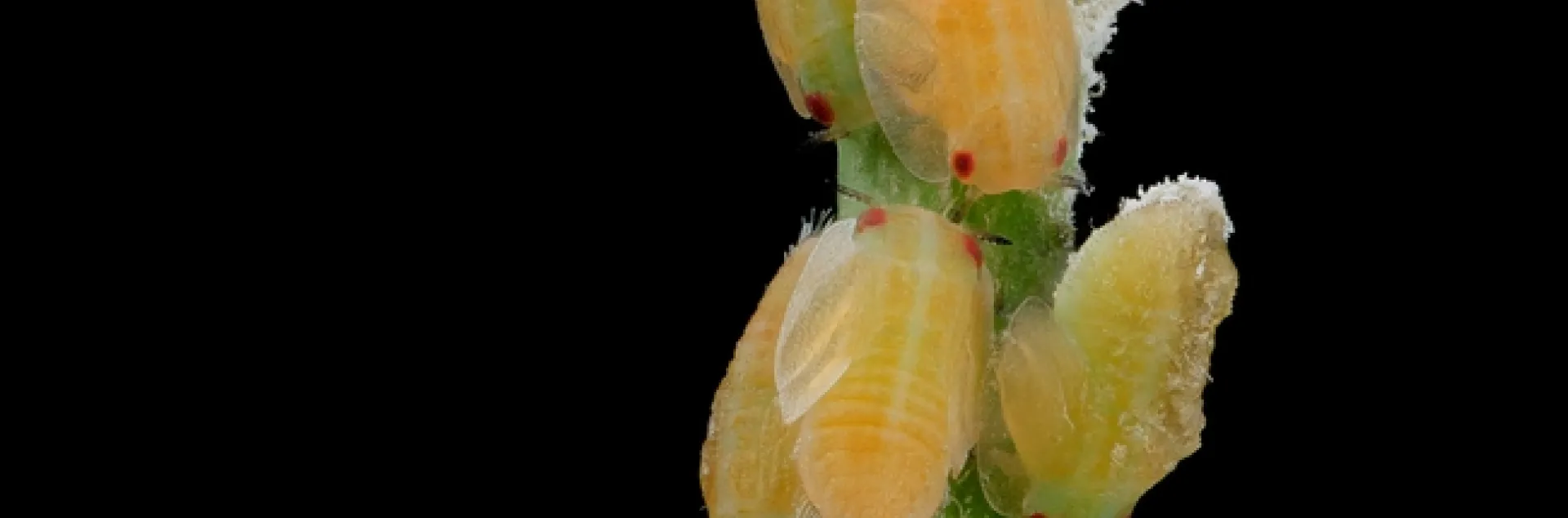 ACP nymphs sam droege