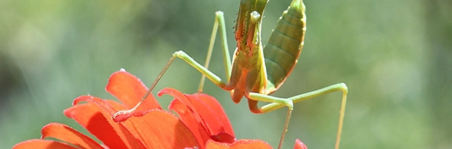 A praying mantis pretends to be a bodybuilder like Arnold Schwarzenegger. (Photo by Kathy Keatley Garvey)