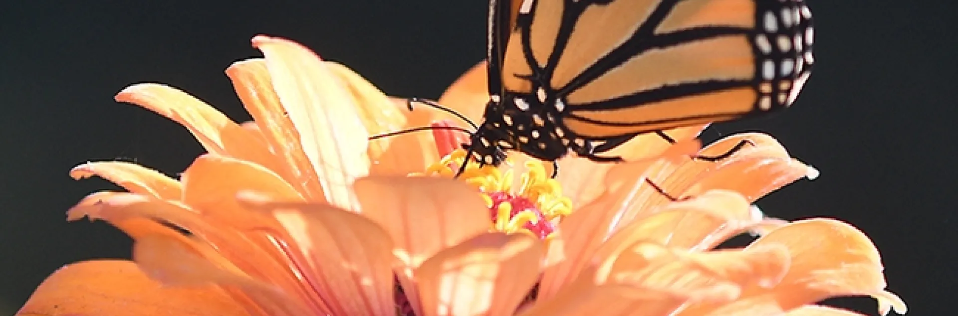 A migrating monarch butterfly finds nectar in a zinnia in a Vacaville pollinator garden. (Photo by Kathy Keatley Garvey)