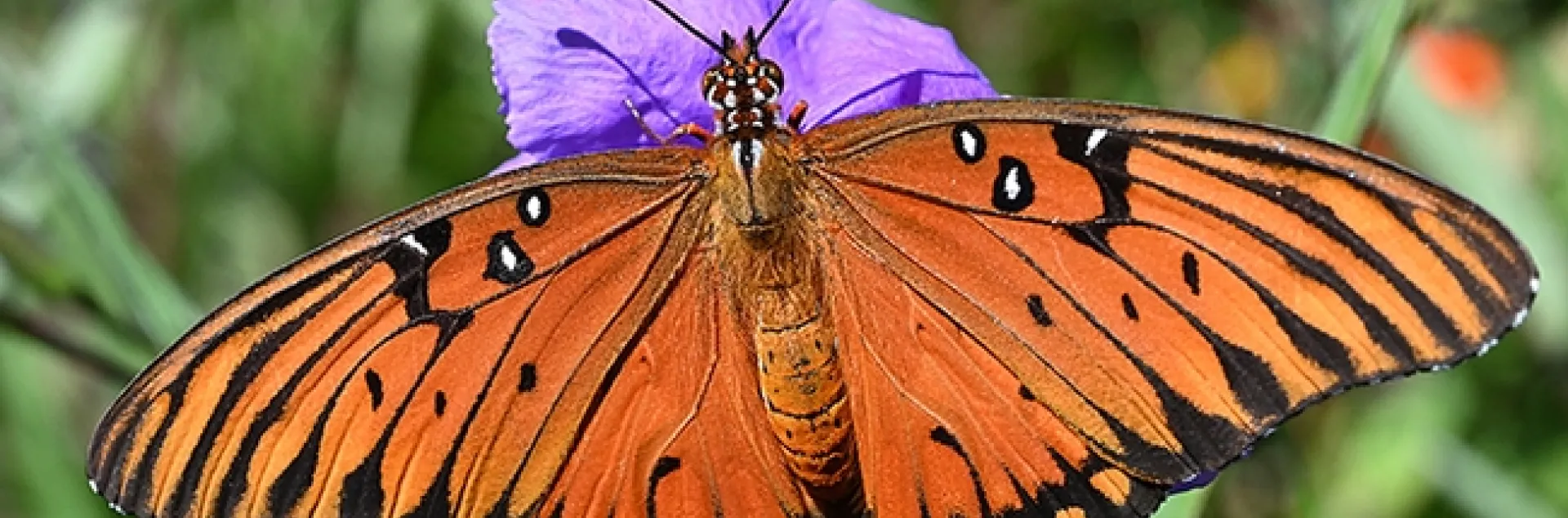 The adult Gulf Fritillary butterfly is a brilliant orange, with silver-spangled underwings. This one is nectaring on a Mexican petunia in a Vacaville garden. (Photo by Kathy Keatley Garvey)