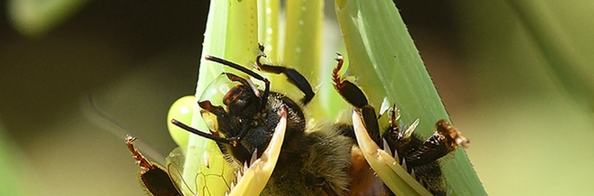 This praying mantis, Stagmomantis limbata, has just ambushed a honey bee and is grasping it in its spiked forelegs. There is no Harry Houdini-kind of escape. (Photo by Kathy Keatley Garvey)