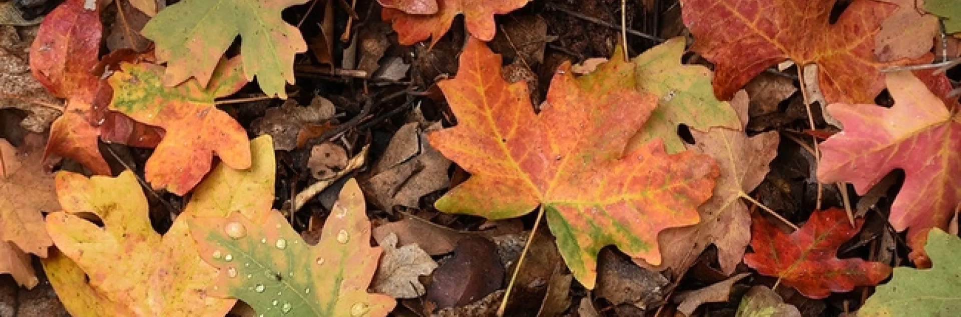 Fall leaves by ZionNPS is licensed under CC BY 2.0.